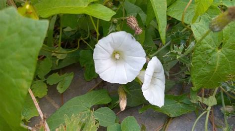 binkdwte|Controlling Bindweed: What is It and Best Control。